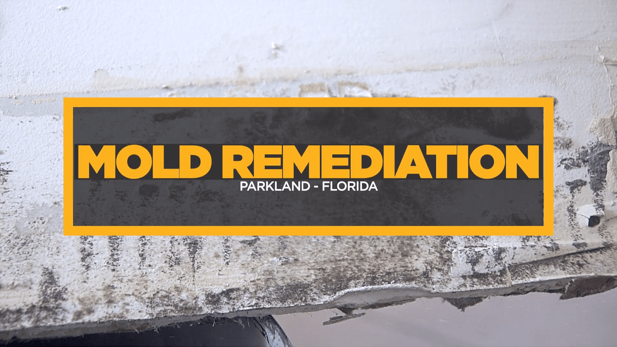 Mold Remediation